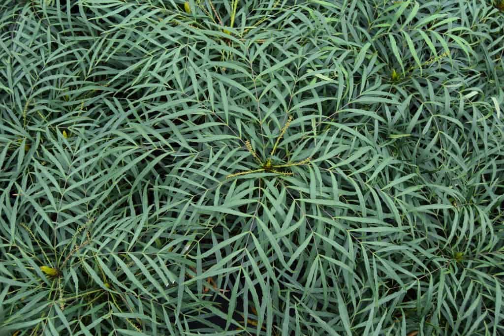 Mahonia eurybracteata ssp. ganpinensis 'Soft Caress'