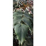 Mahonia japonica