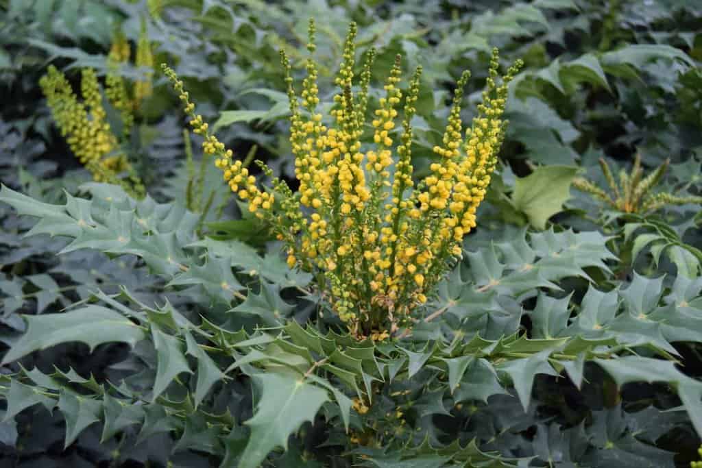 Mahonia x media 'Charity'