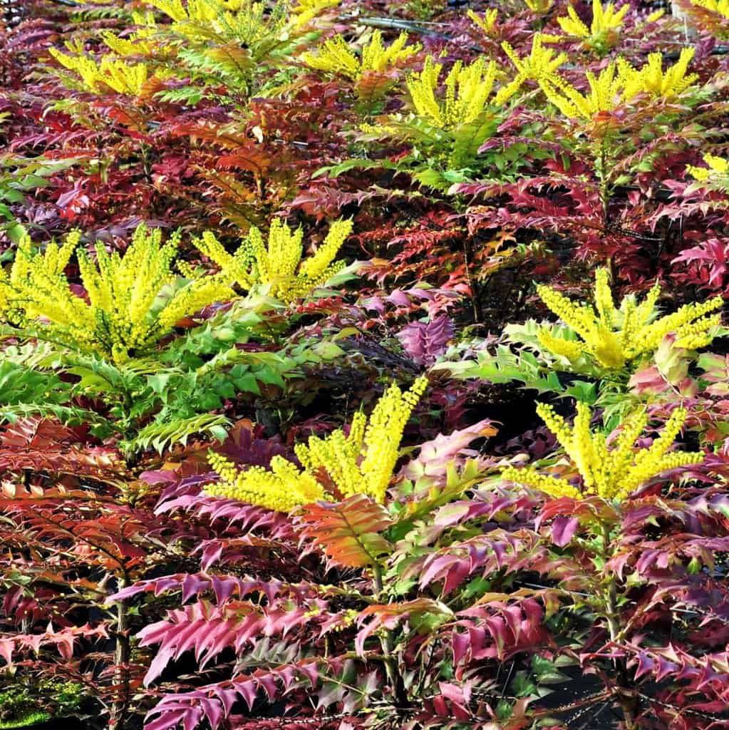 Mahonia x media 'Winter Sun'