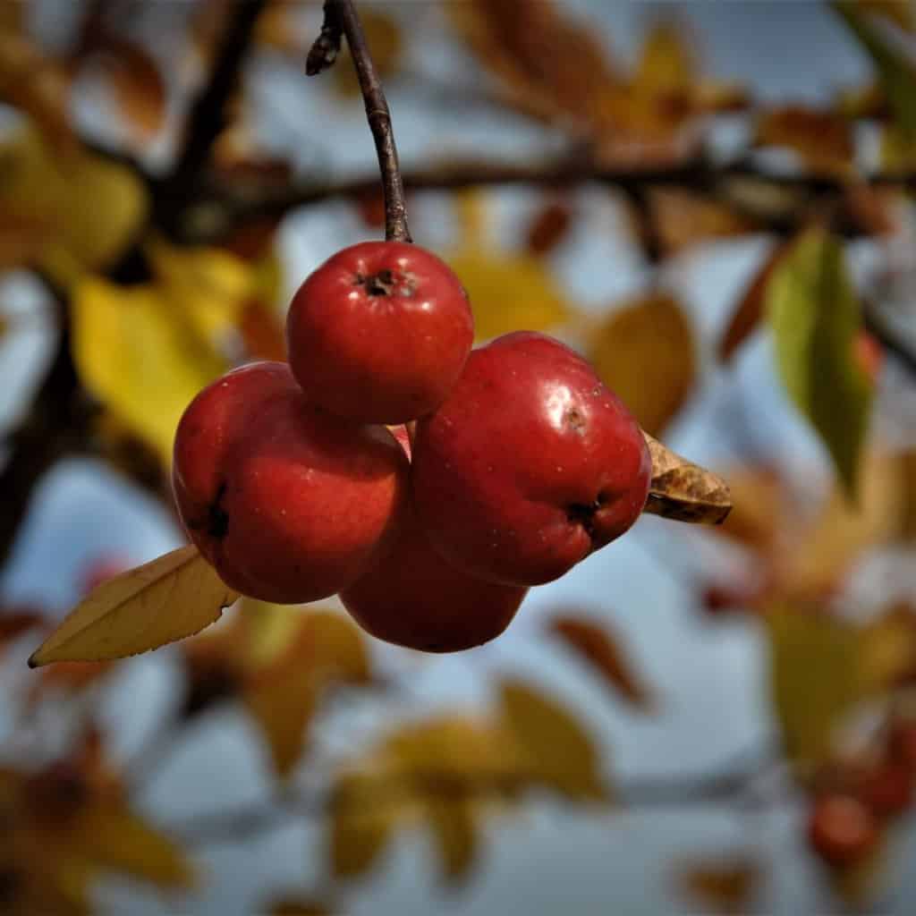 Malus 'Evereste'