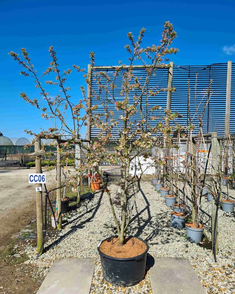 Malus 'Evereste'