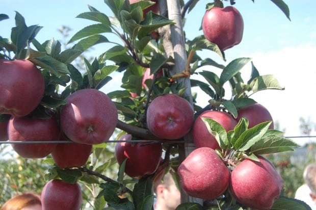 Malus domestica 'Elstar'