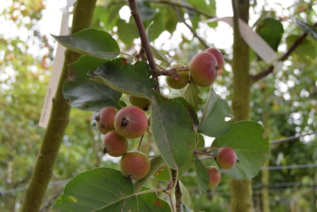 Malus tschonoskii <span class="hidden specialOffer"></span>