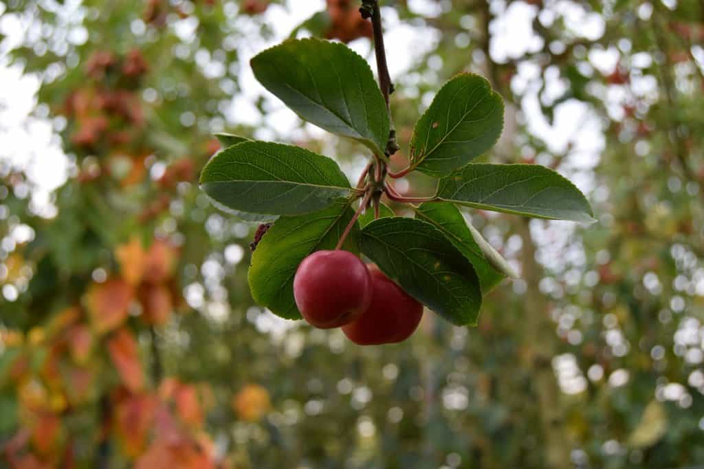 Malus x robusta 'Red Sentinel'