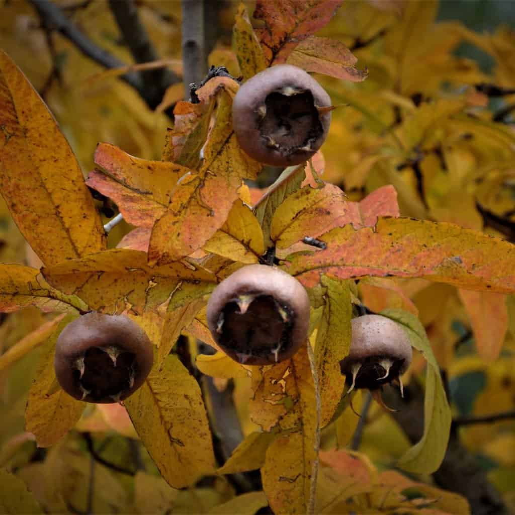 Mespilus germanica