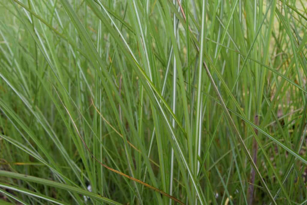 Miscanthus sinensis 'Gracillimus'
