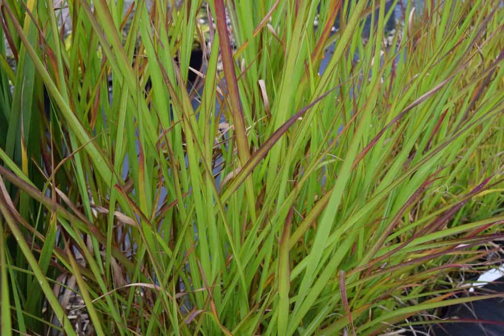 Miscanthus sinensis 'Malepartus'