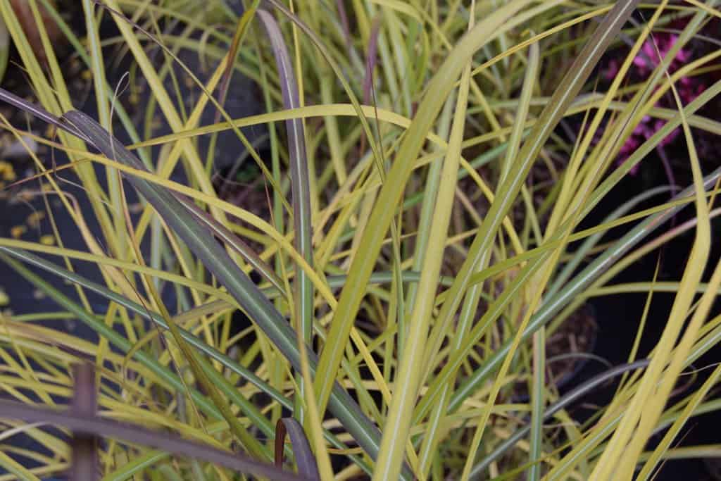 Miscanthus sinensis 'Yakushima Dwarf'