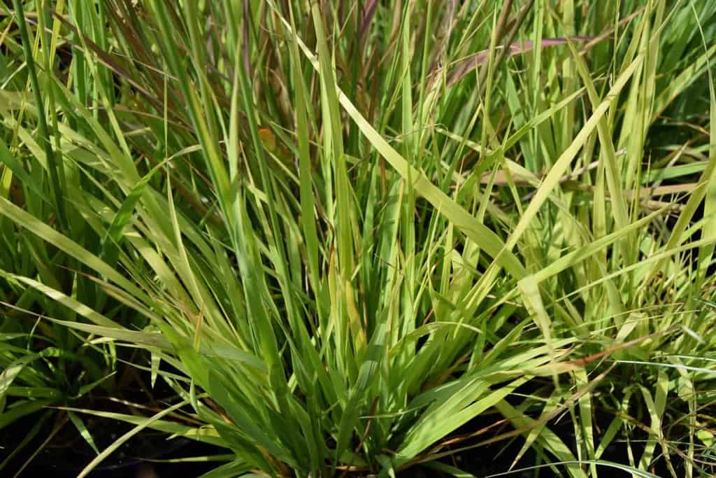 Molinia caerulea ssp. arundinacea 'Transparent'