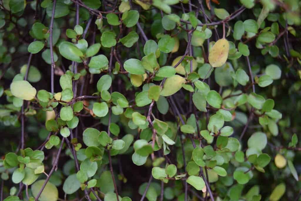 Muehlenbeckia complexa