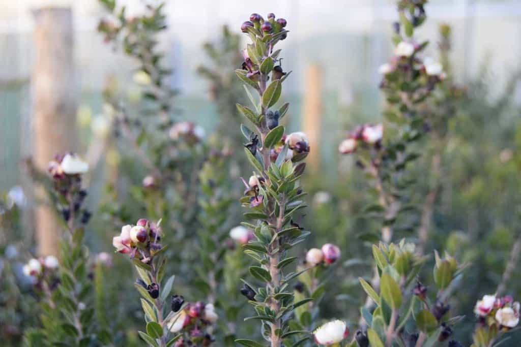 Myrtus communis ssp. tarentina