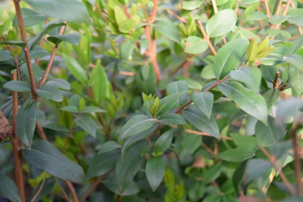 Myrtus communis