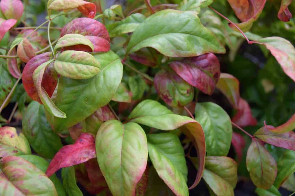 Nandina domestica 'Fire Power'