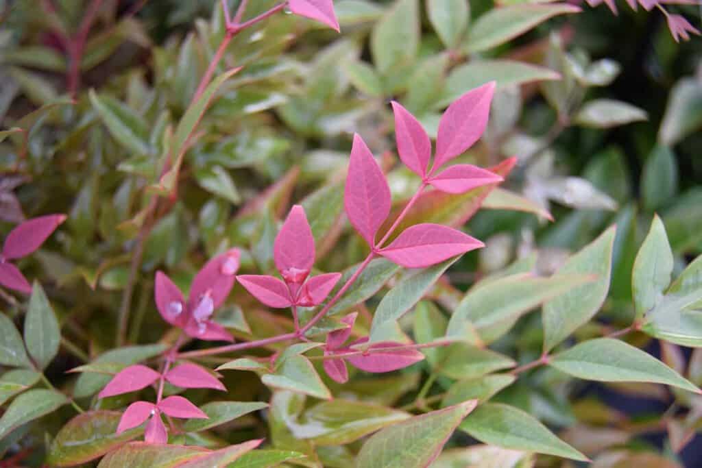 Nandina domestica 'Obsessed'