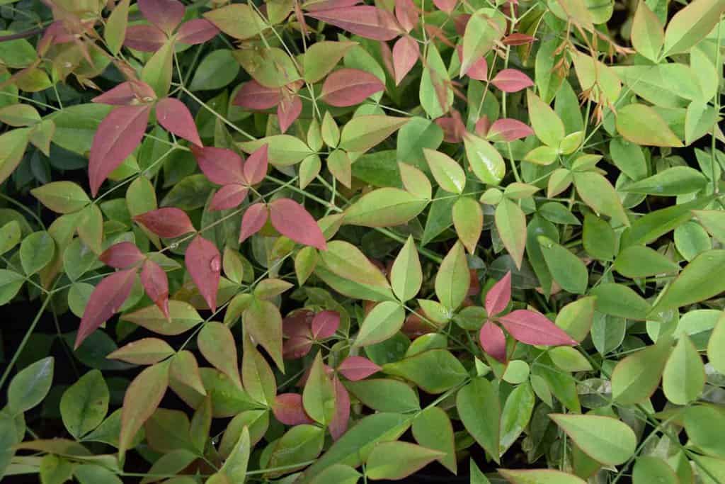 Nandina domestica