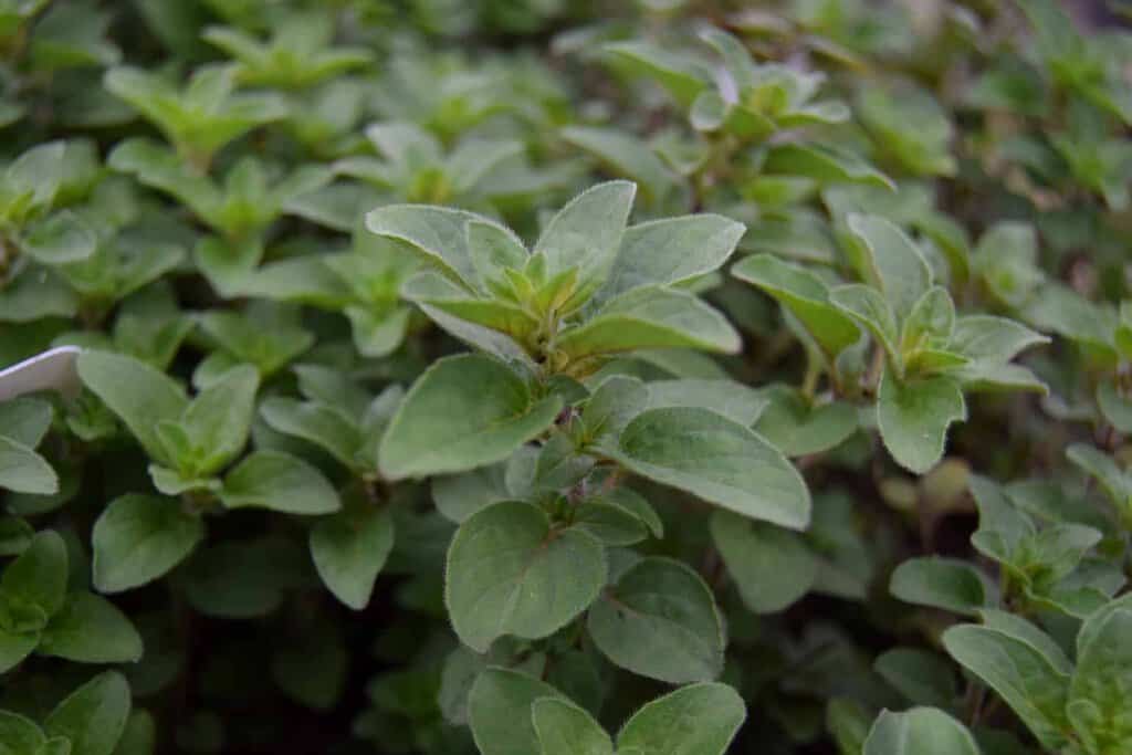 Origanum laevigatum 'Herrenhausen'