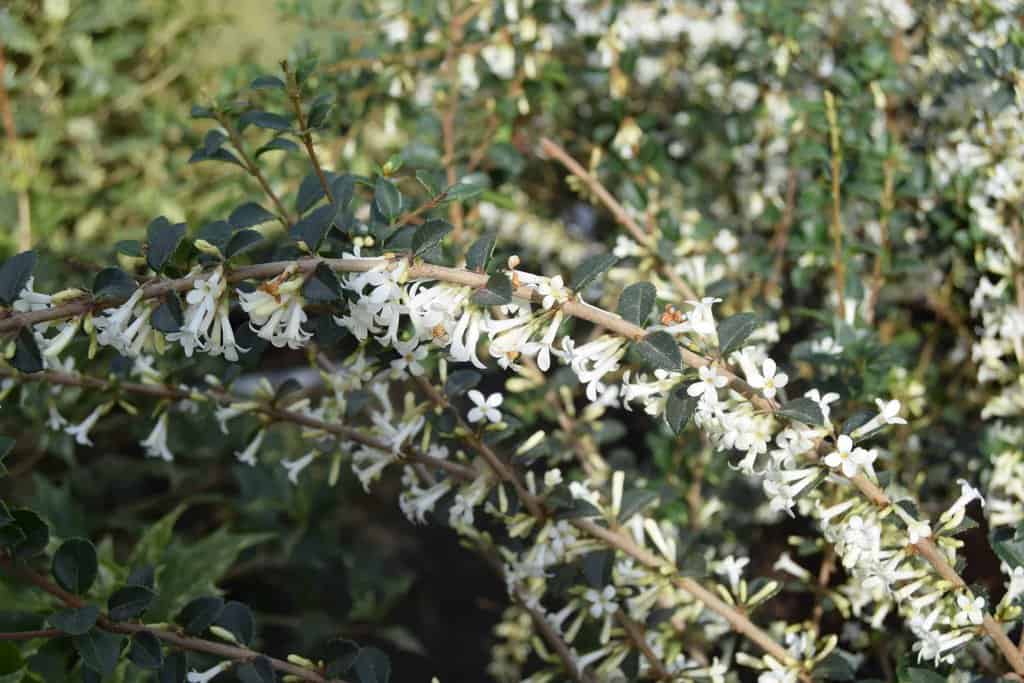 Osmanthus delavayi