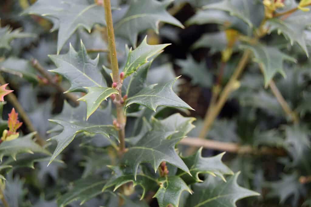Osmanthus heterophyllus