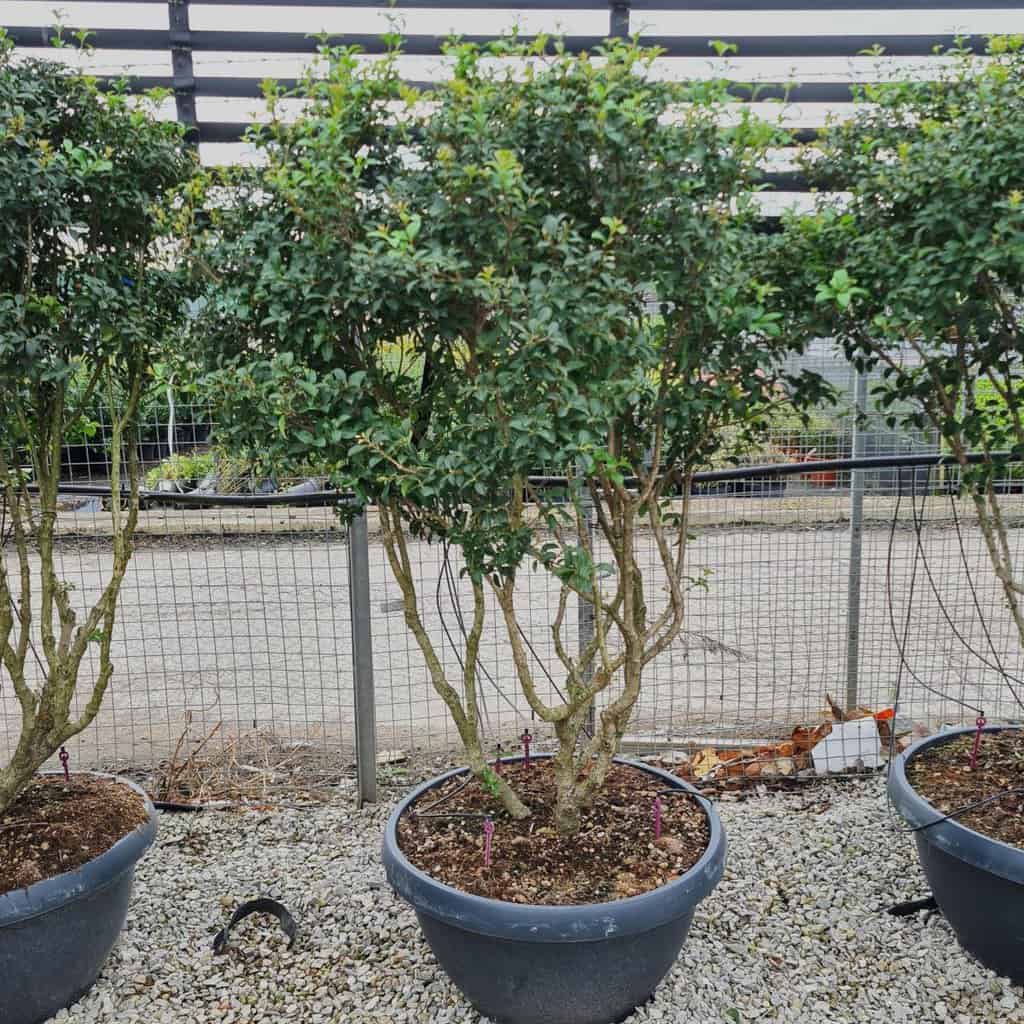 Osmanthus x burkwoodii