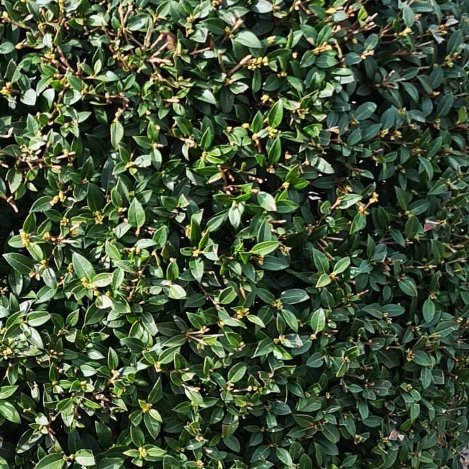 Osmanthus x burkwoodii