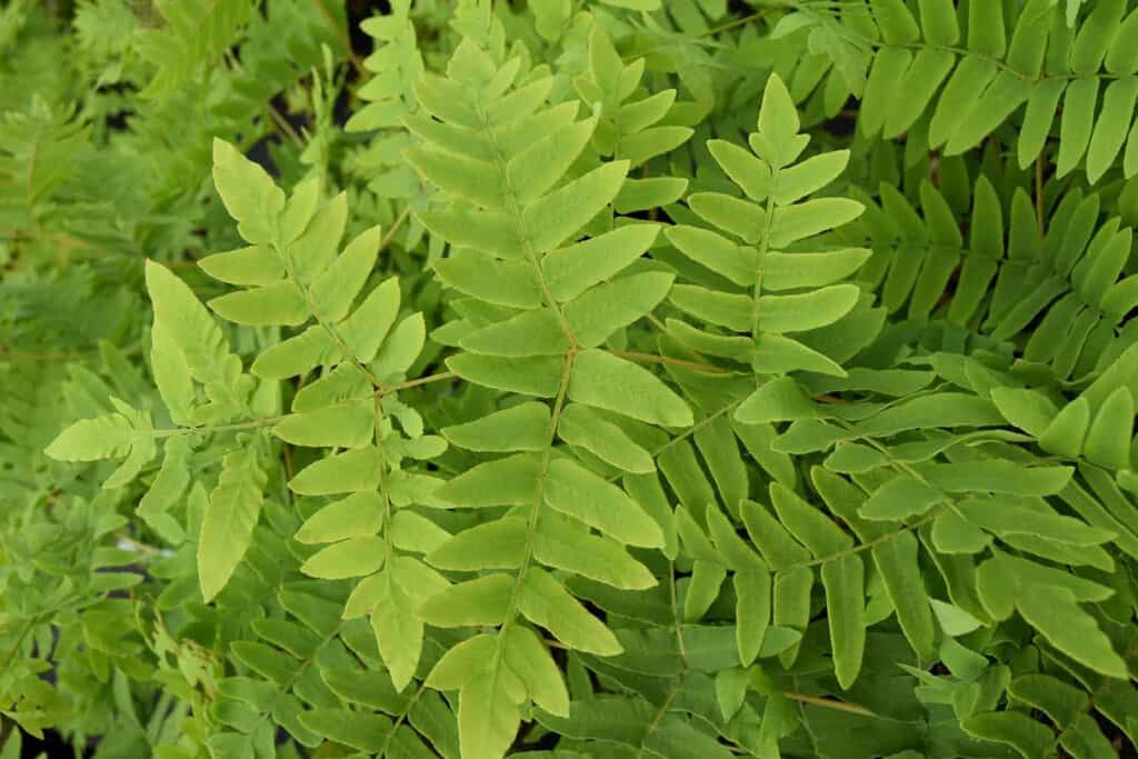 Osmunda regalis
