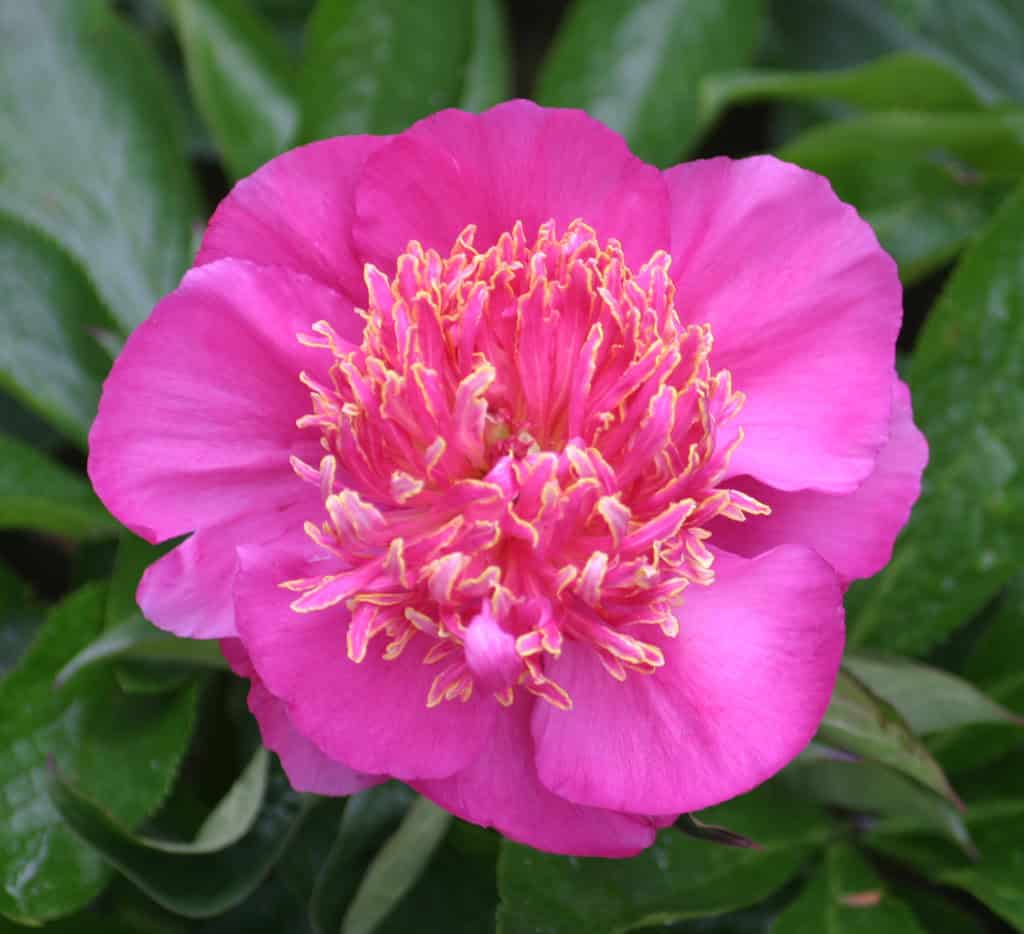 Paeonia lactiflora 'NEON'