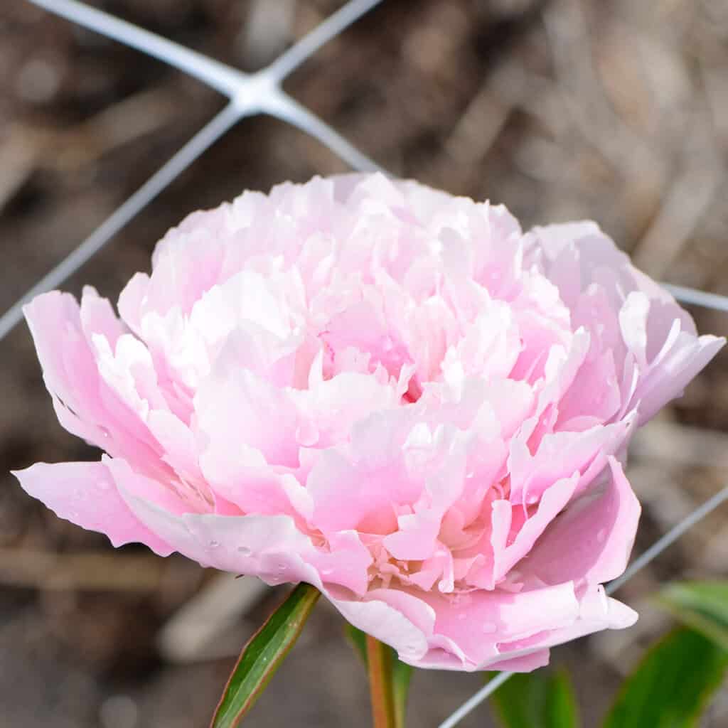 Paeonia lactiflora 'Noemie Demay'