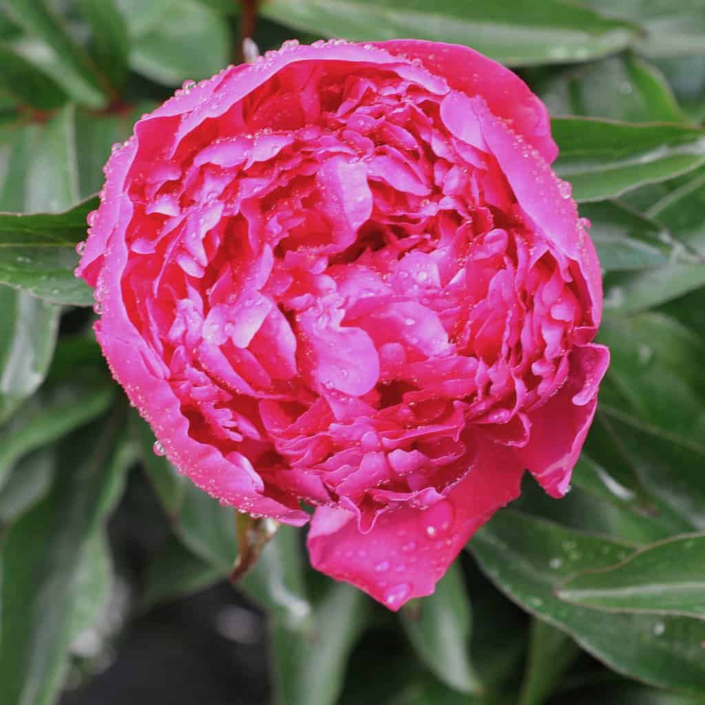Paeonia lactiflora 'Felix Crousse' (D - Pink)