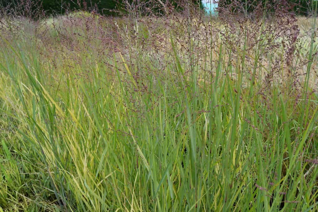 Panicum virgatum 'Heavy Metal'