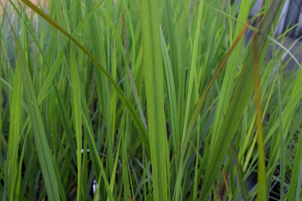 Panicum virgatum 'Northwind'