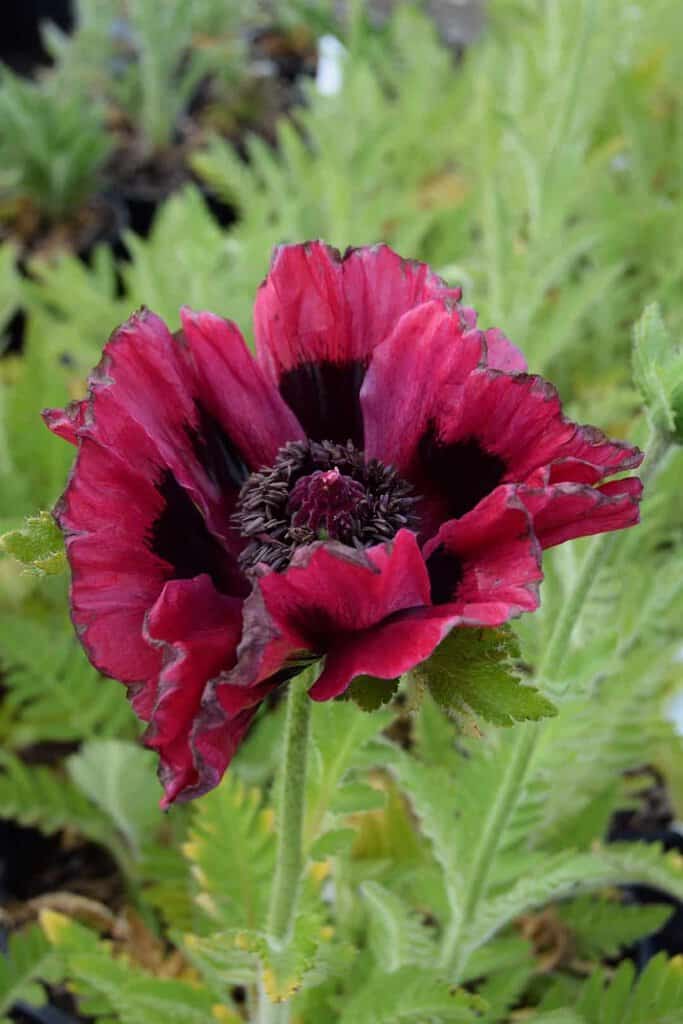 Papaver orientale 'Patty's Plum'