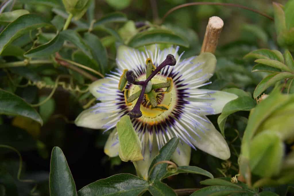 Passiflora caerulea