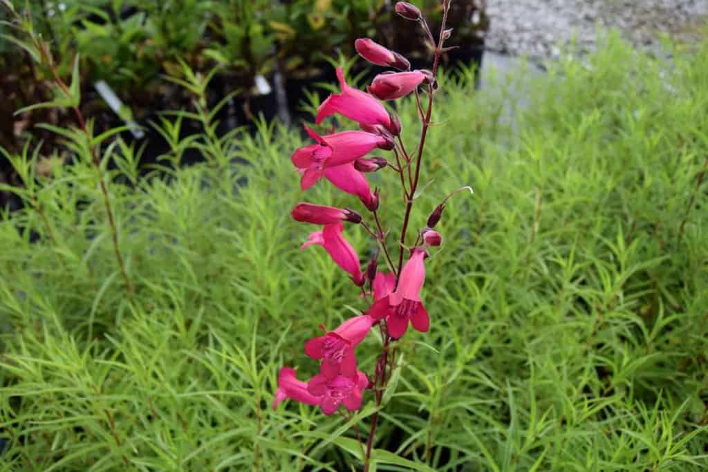 Penstemon 'Andenken an Friedrich Hahn'