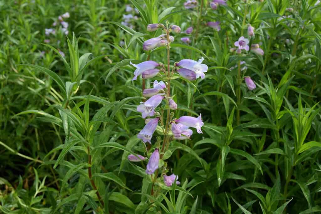 Penstemon 'Sour Grapes'
