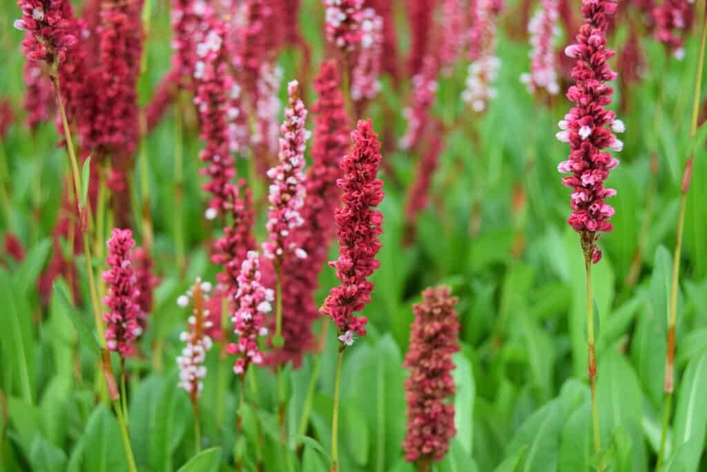 Persicaria affinis 'Darjeeling Red'