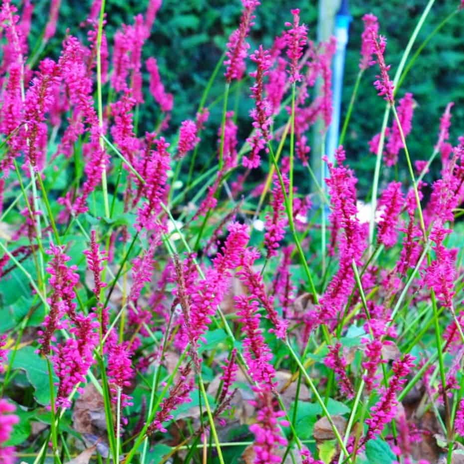 Persicaria speciosa