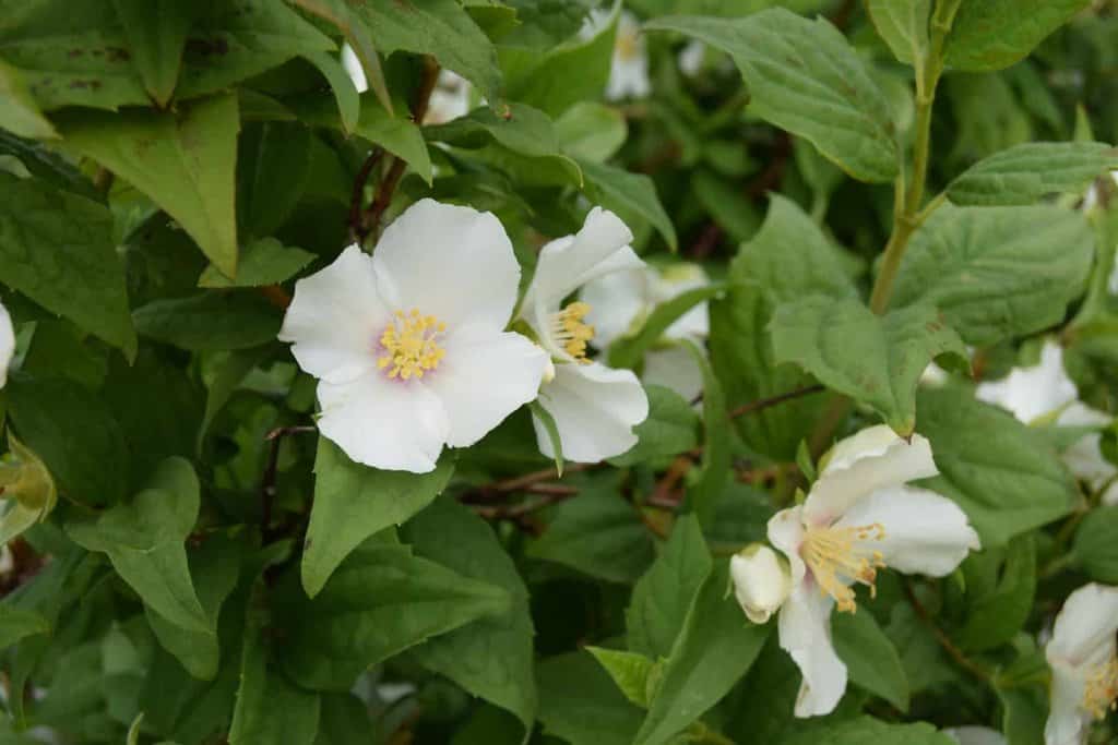Philadelphus 'Belle Etoile'