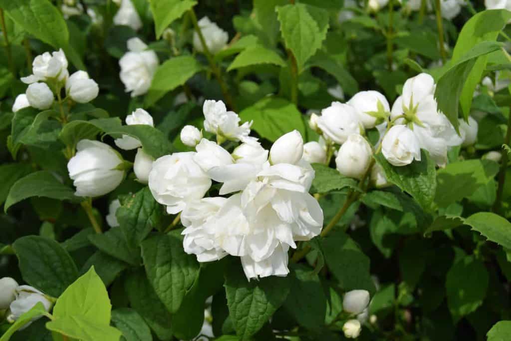Philadelphus 'Virginal'
