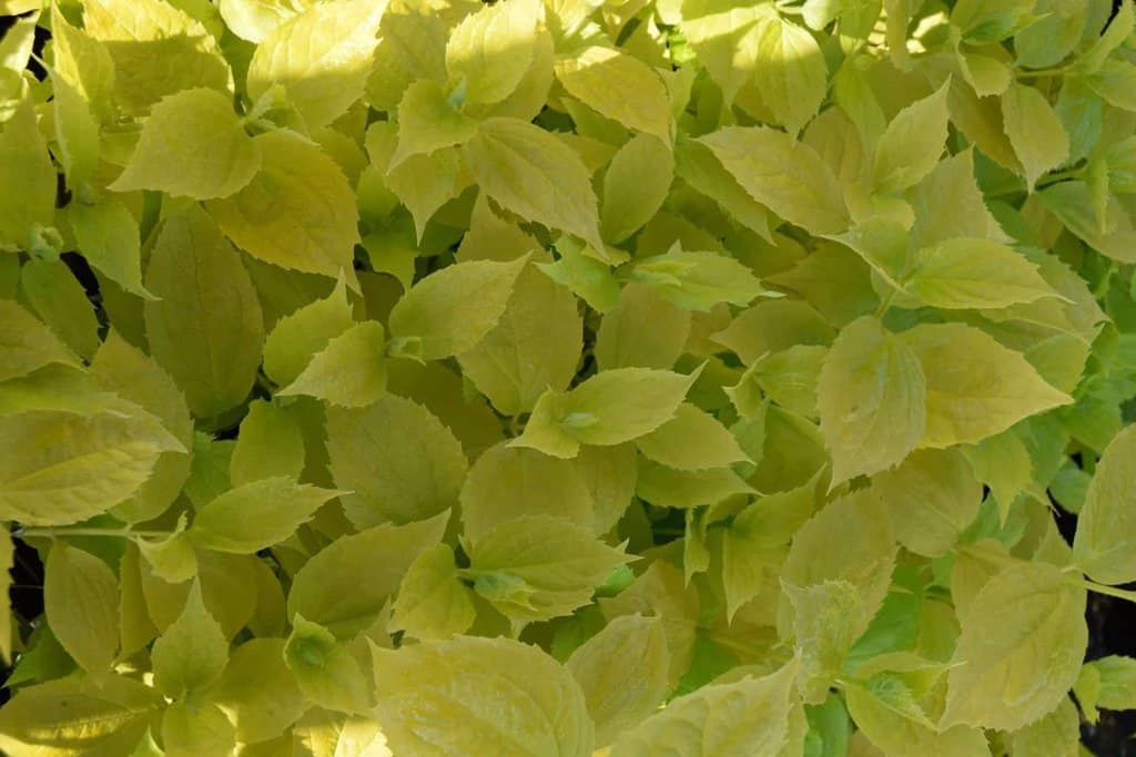 Philadelphus coronarius 'Aureus'