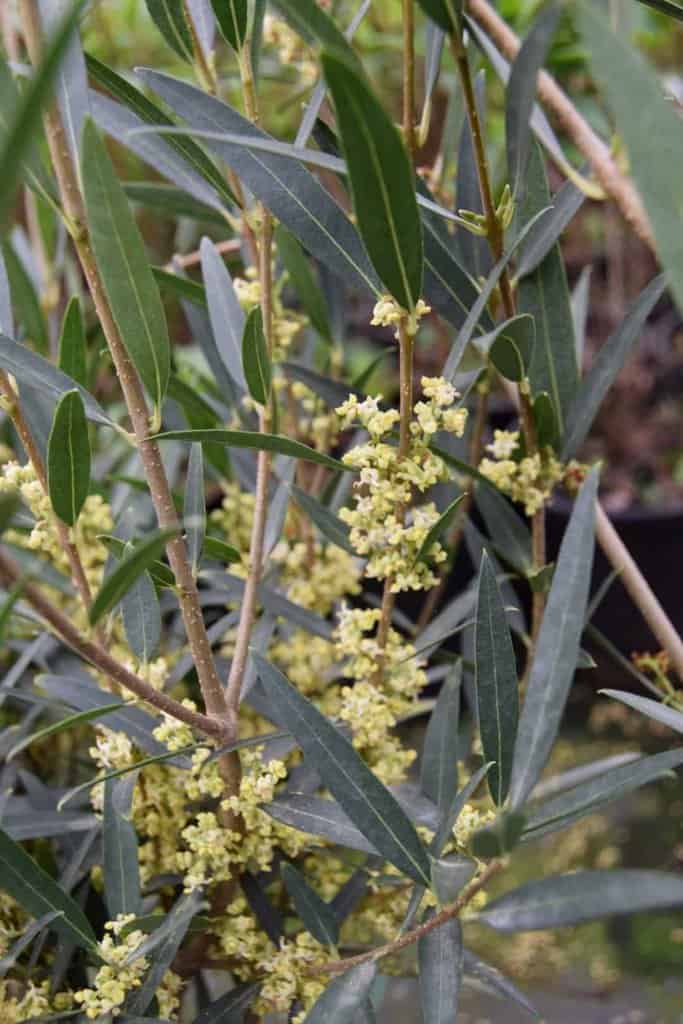 Phillyrea angustifolia