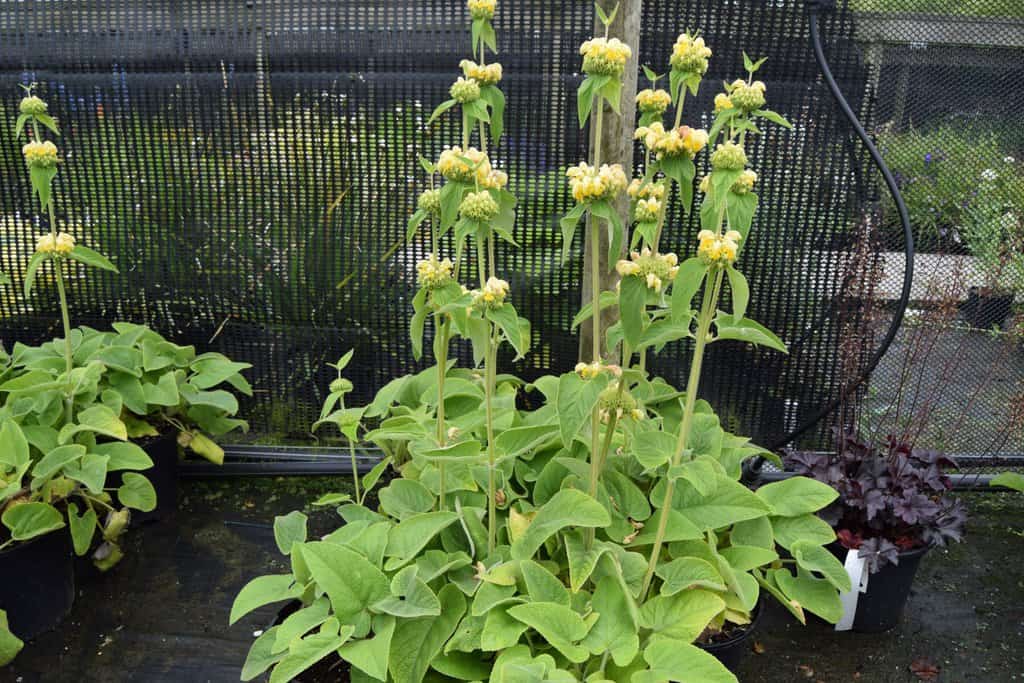 Phlomis russeliana
