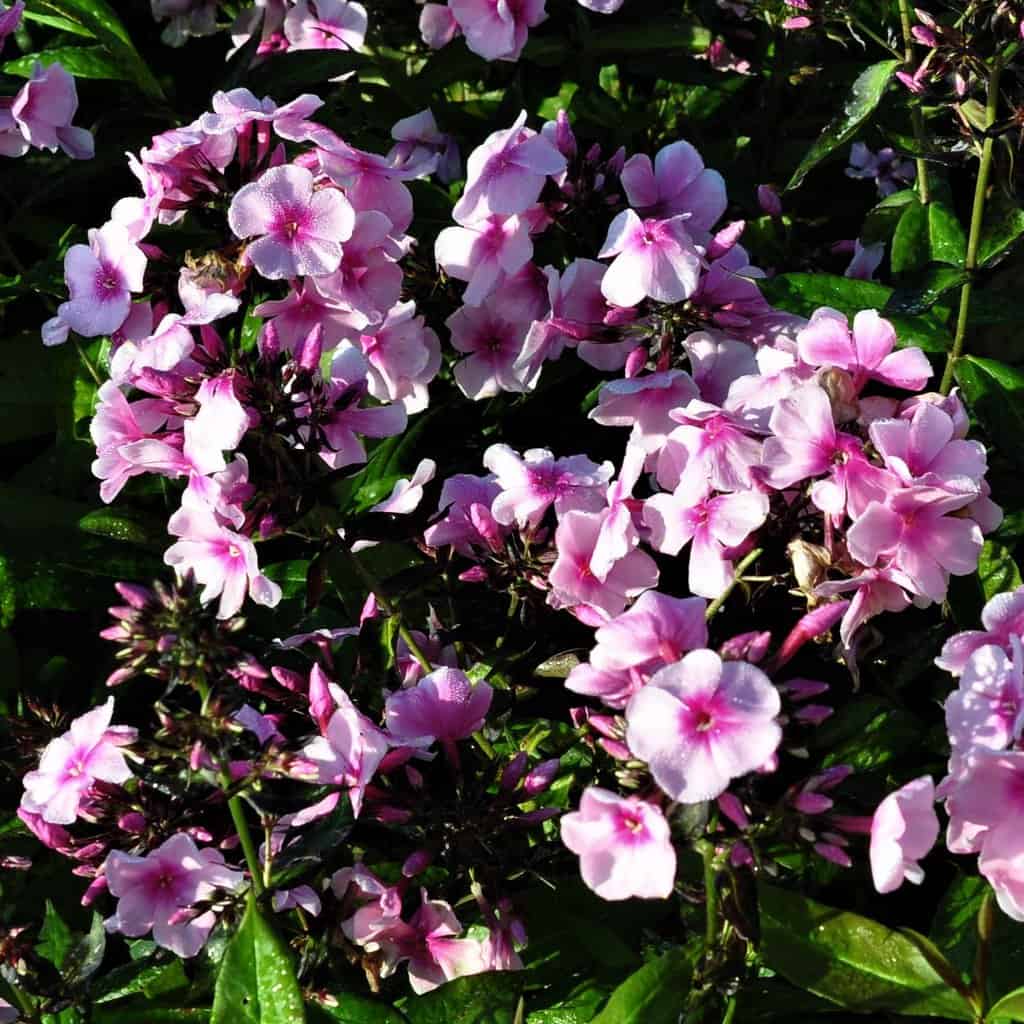 Phlox paniculata 'Bright Eyes'