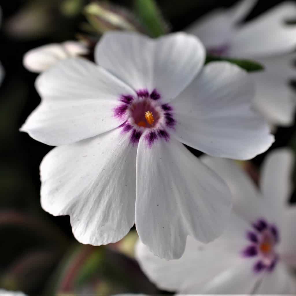 Phlox subulata 'Amazing Grace'