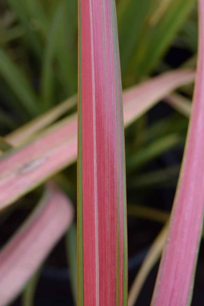 Phormium 'Jester'