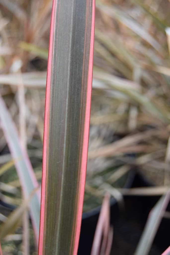 Phormium 'Sundowner'
