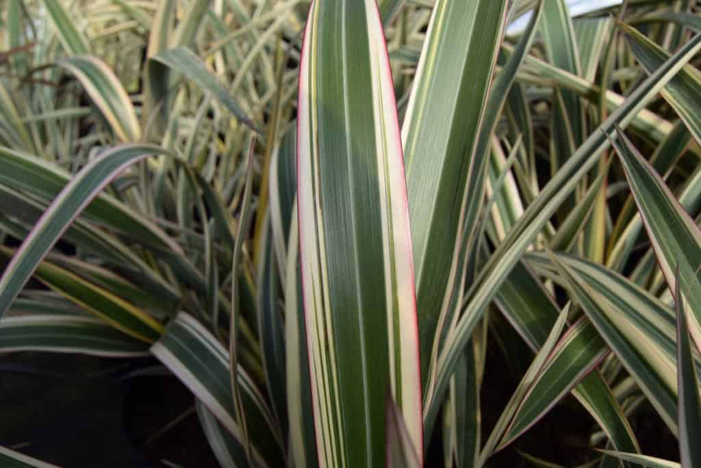 Phormium cookianum ssp. hookeri 'Tricolor'
