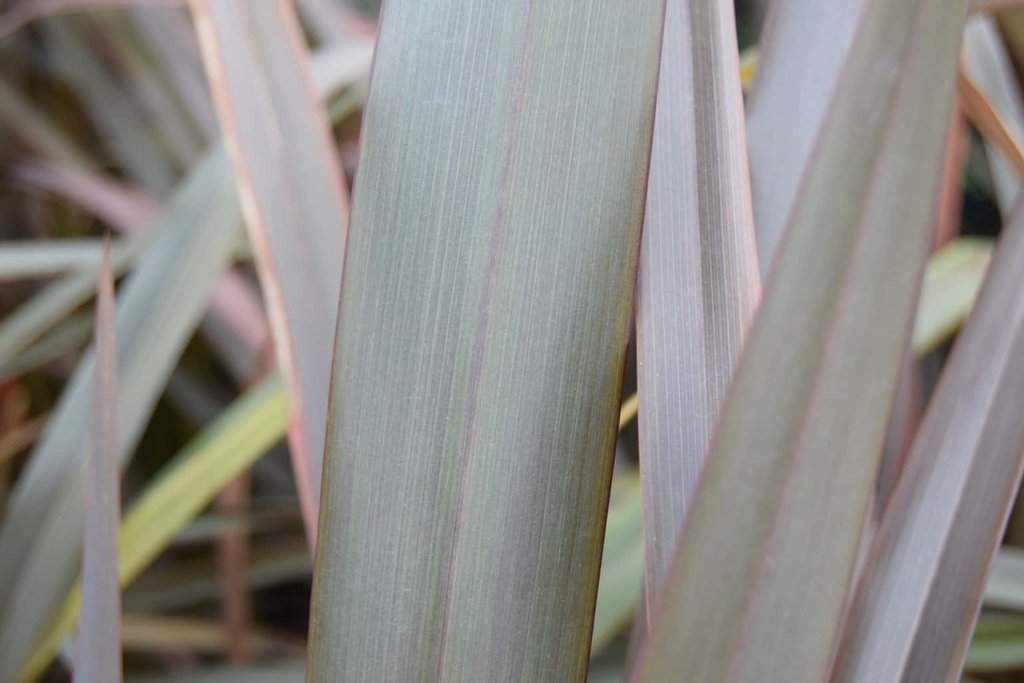Phormium tenax Purpureum Group