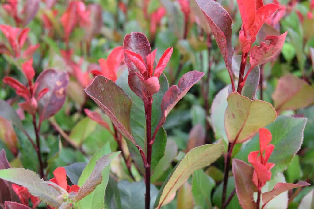 Photinia x fraseri 'Little Red Robin'