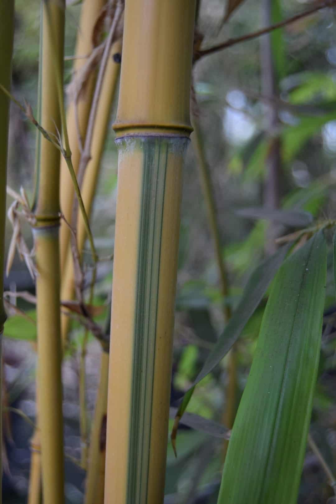 Phyllostachys aureosulcata f. spectabilis